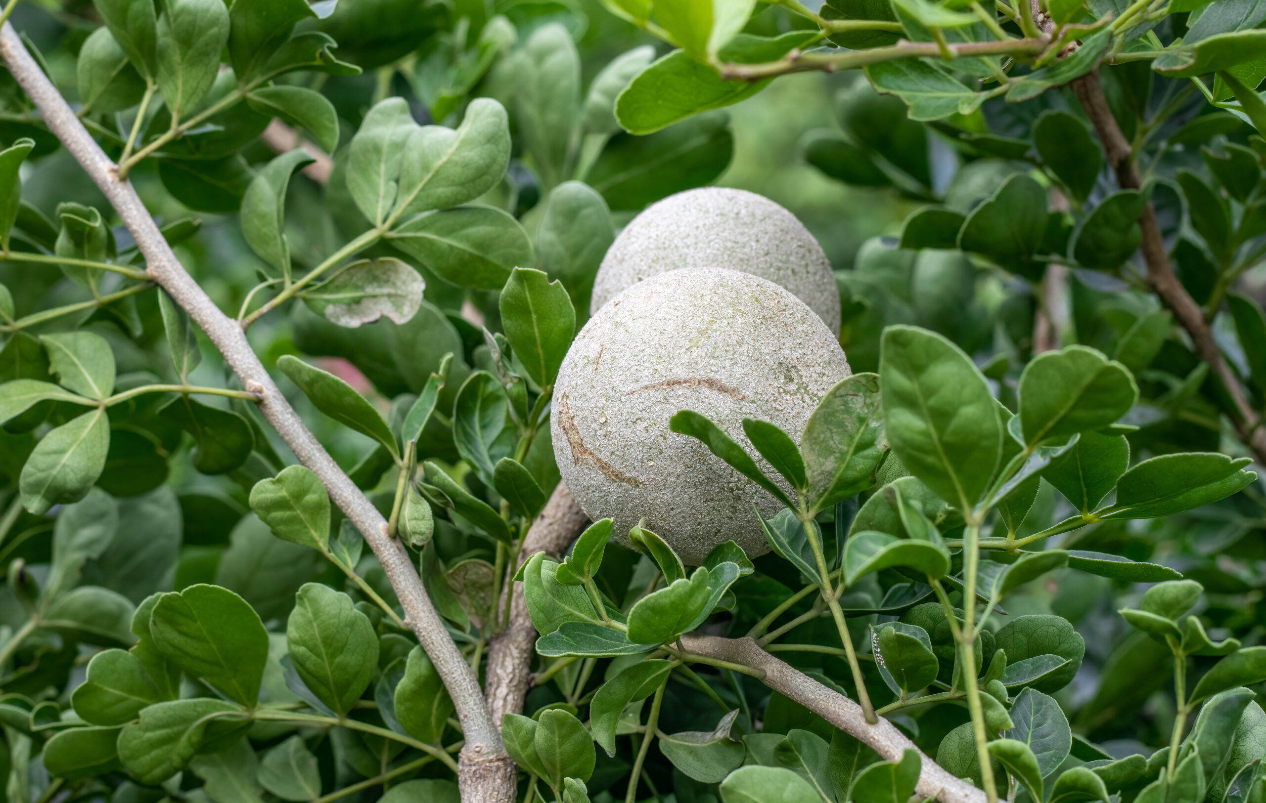 Wood apple benefits