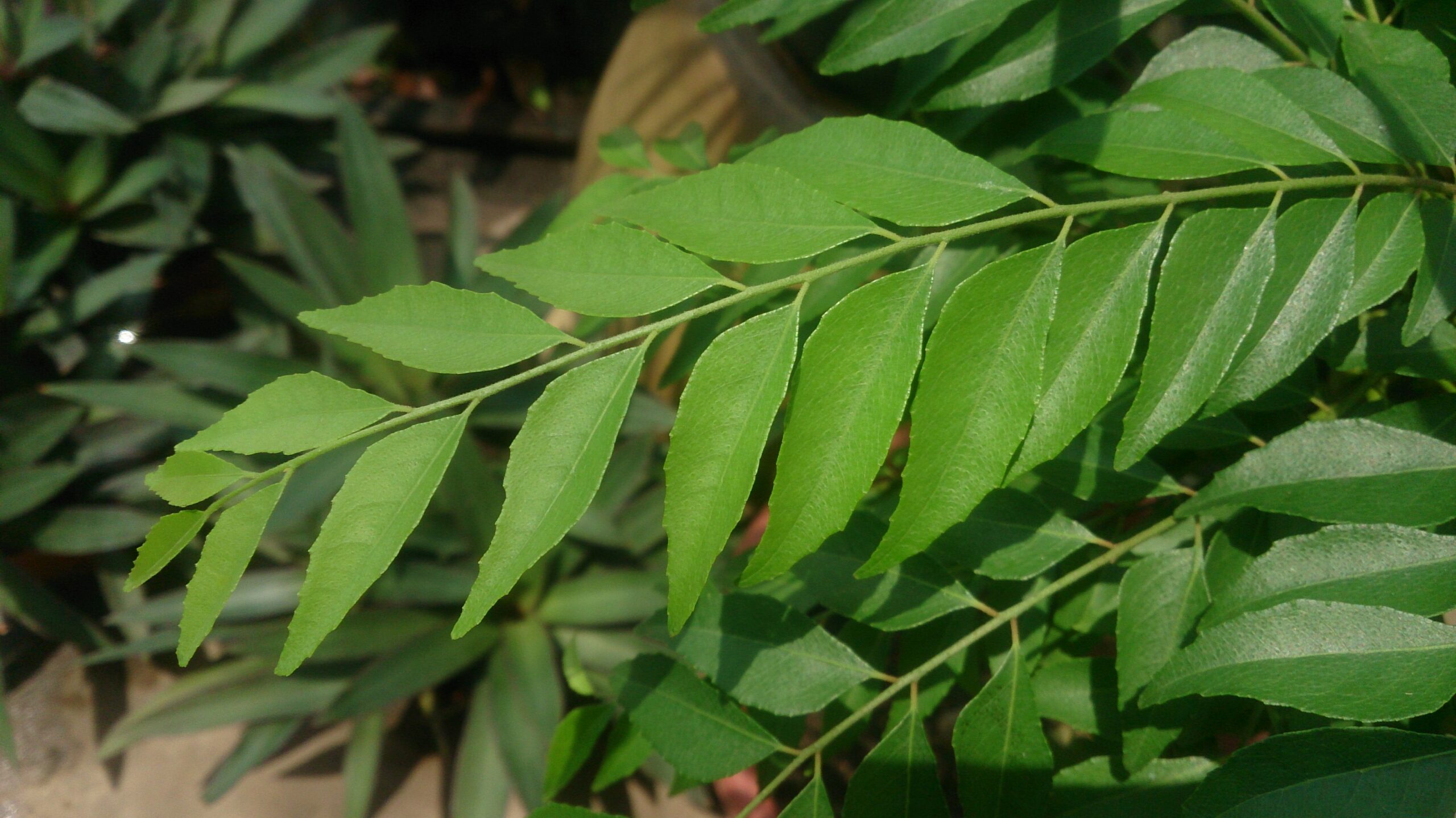 Curry Leaves Benefits