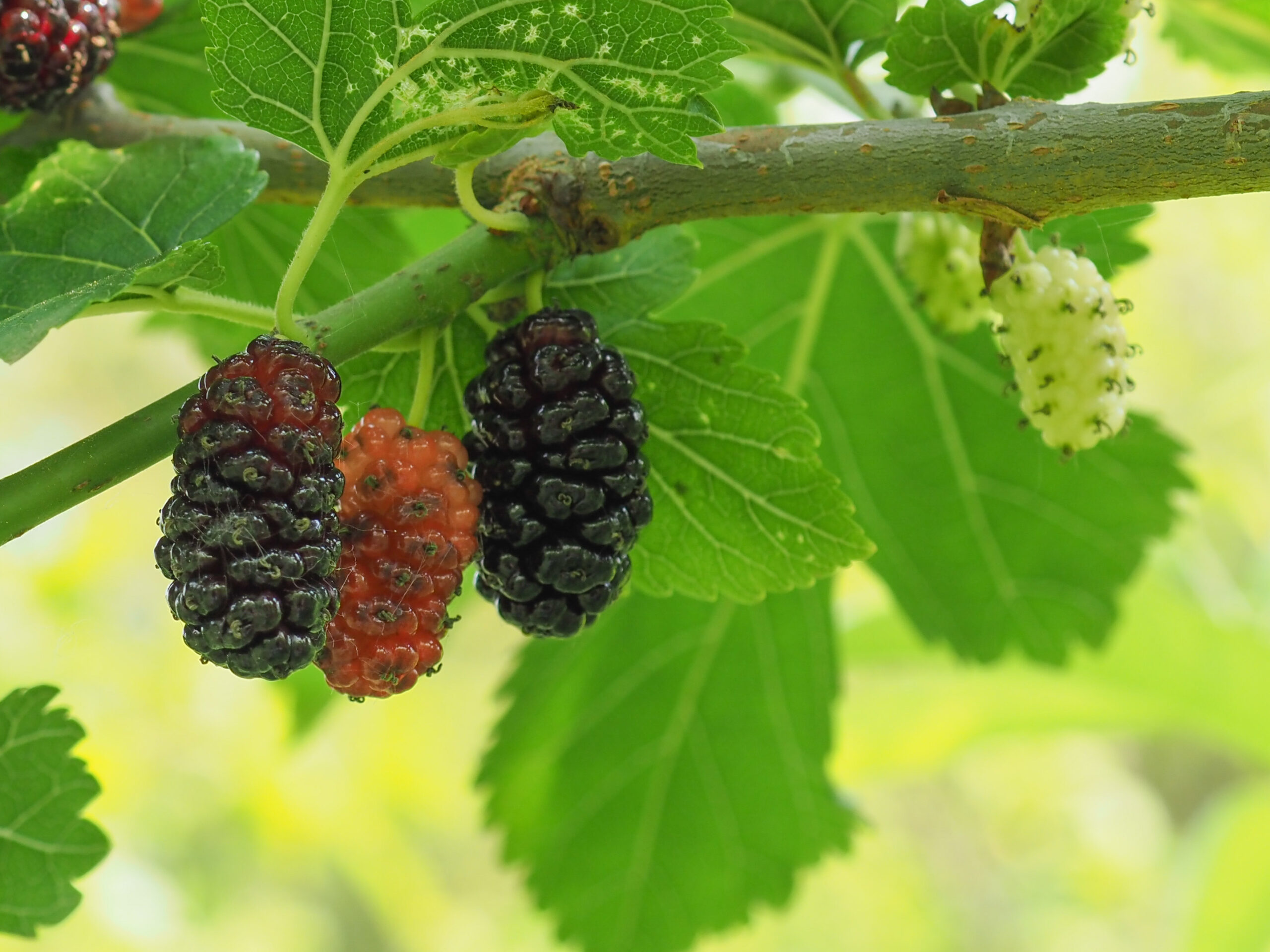 Mulberry Benefits For Skin