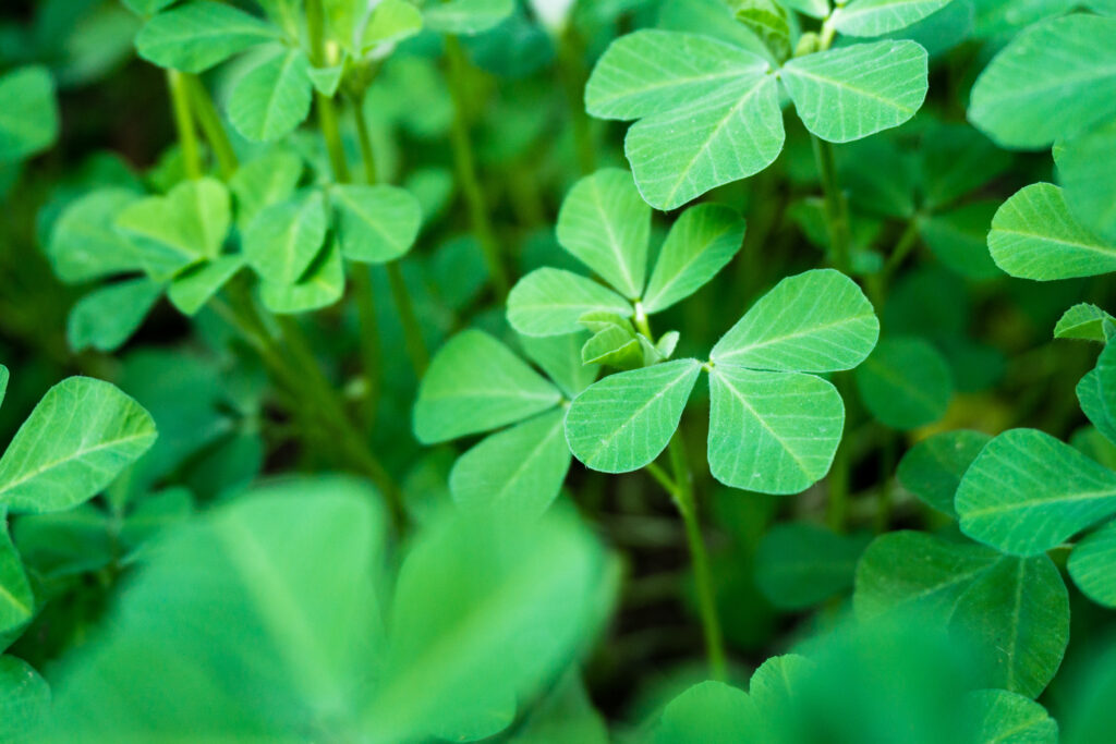 Fenugreek Leaves Recipes