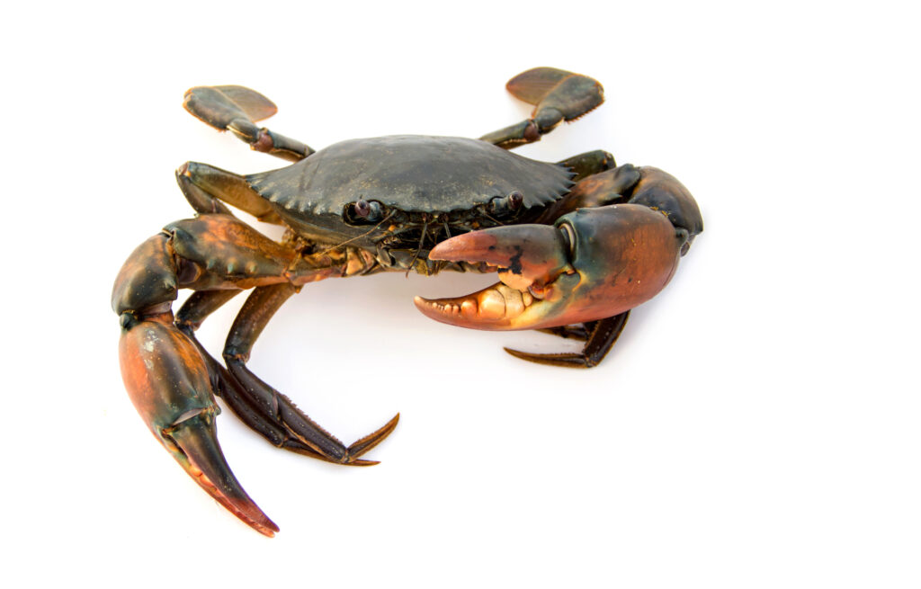 Crab Benefits