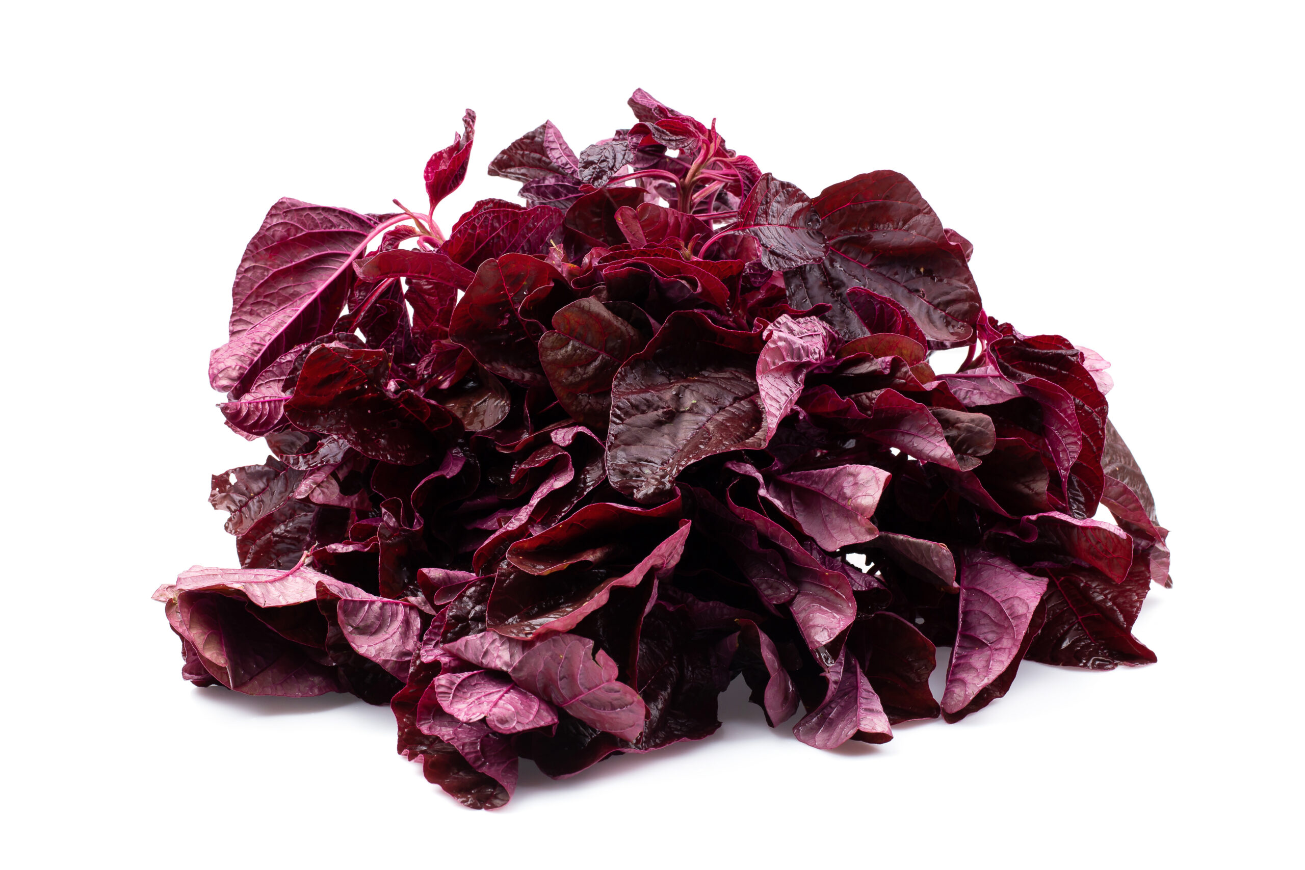 Red Spinach Benefits