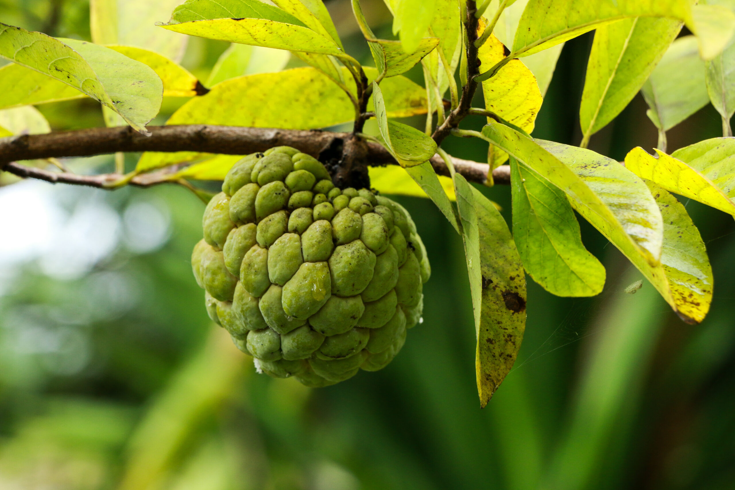 Sugar Apple Benefits