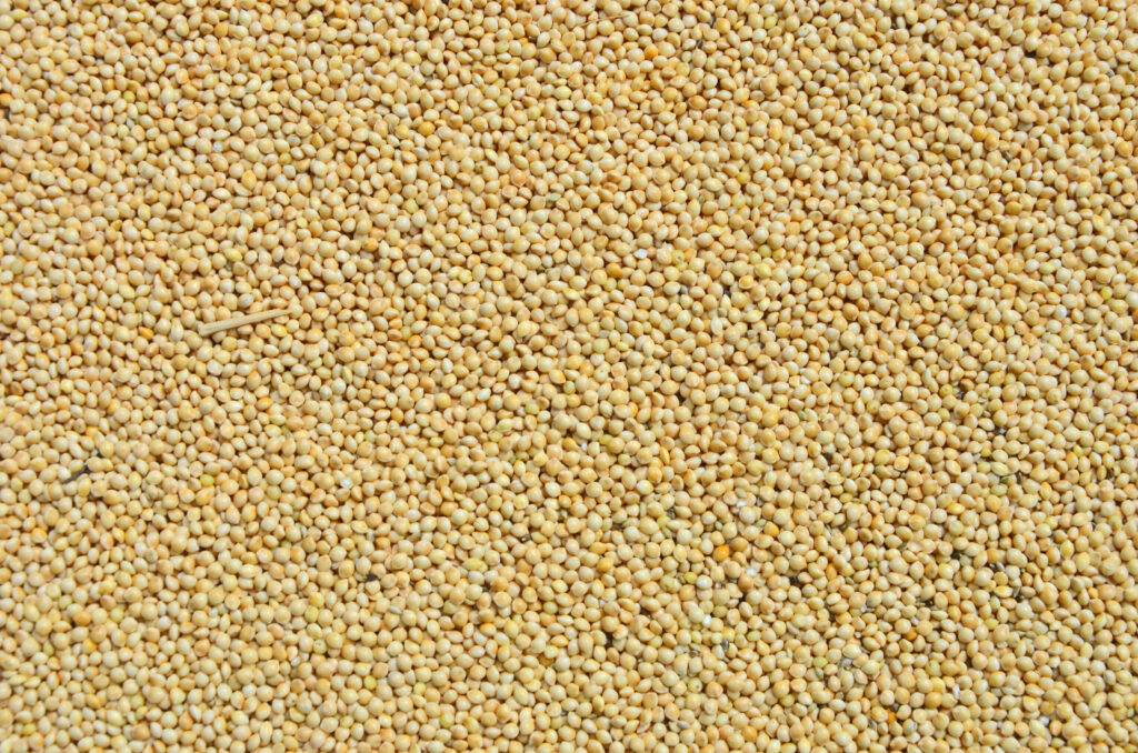 Little Millet Benefits 