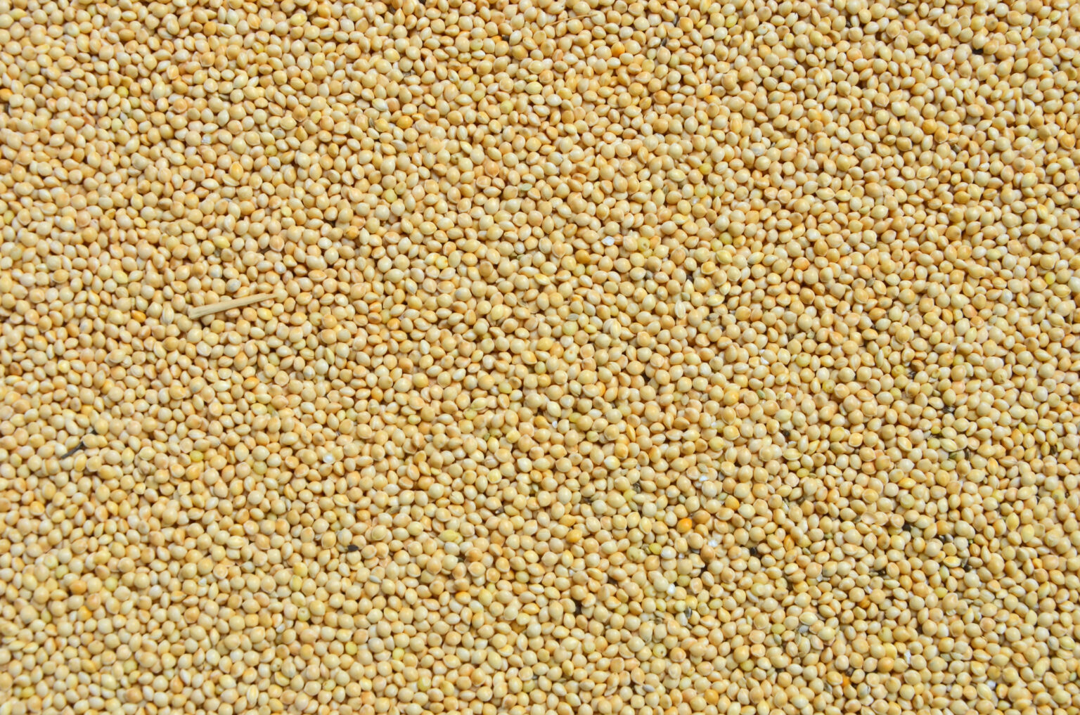 Little Millet: Benefits, Nutrition, and Side Effects