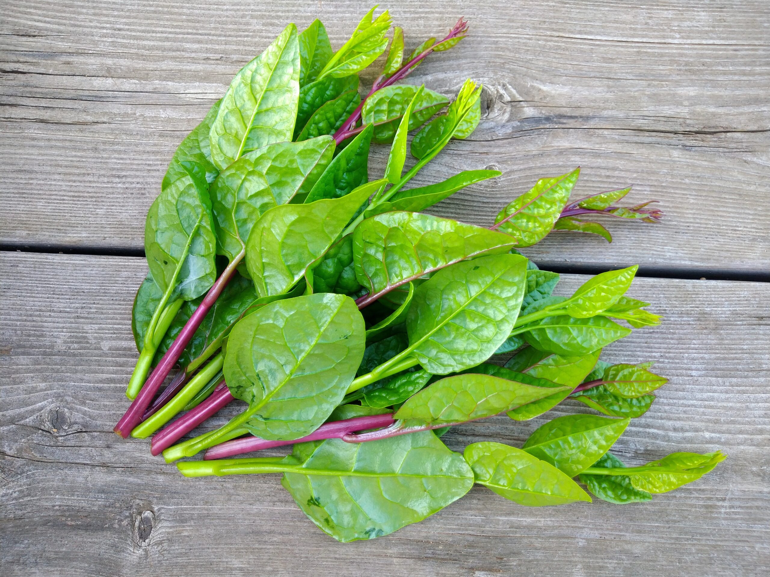 Malabar Spinach Recipes 