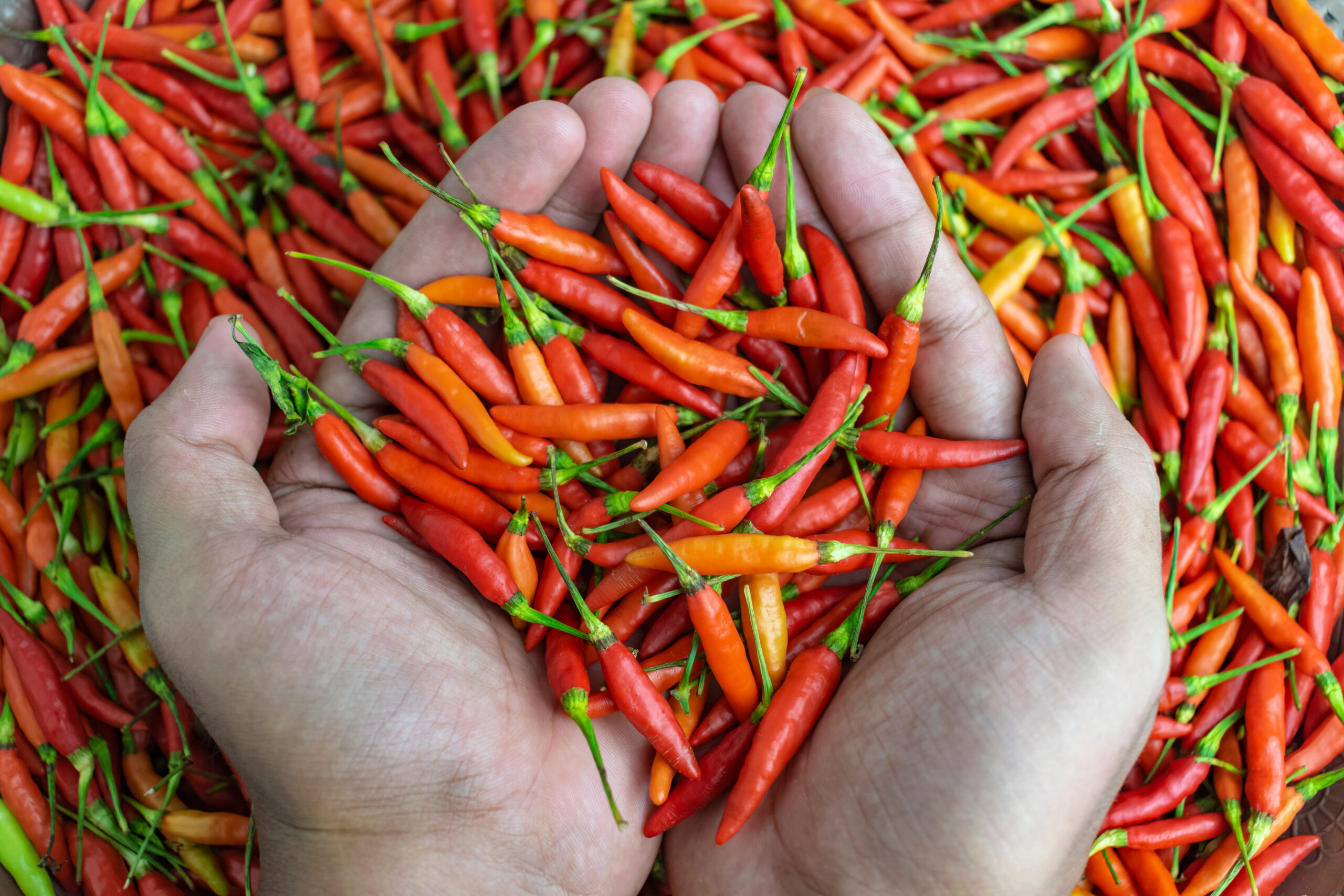 Birds Eye Chilli Benefits