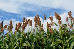 Types of Millets and Their Benefits