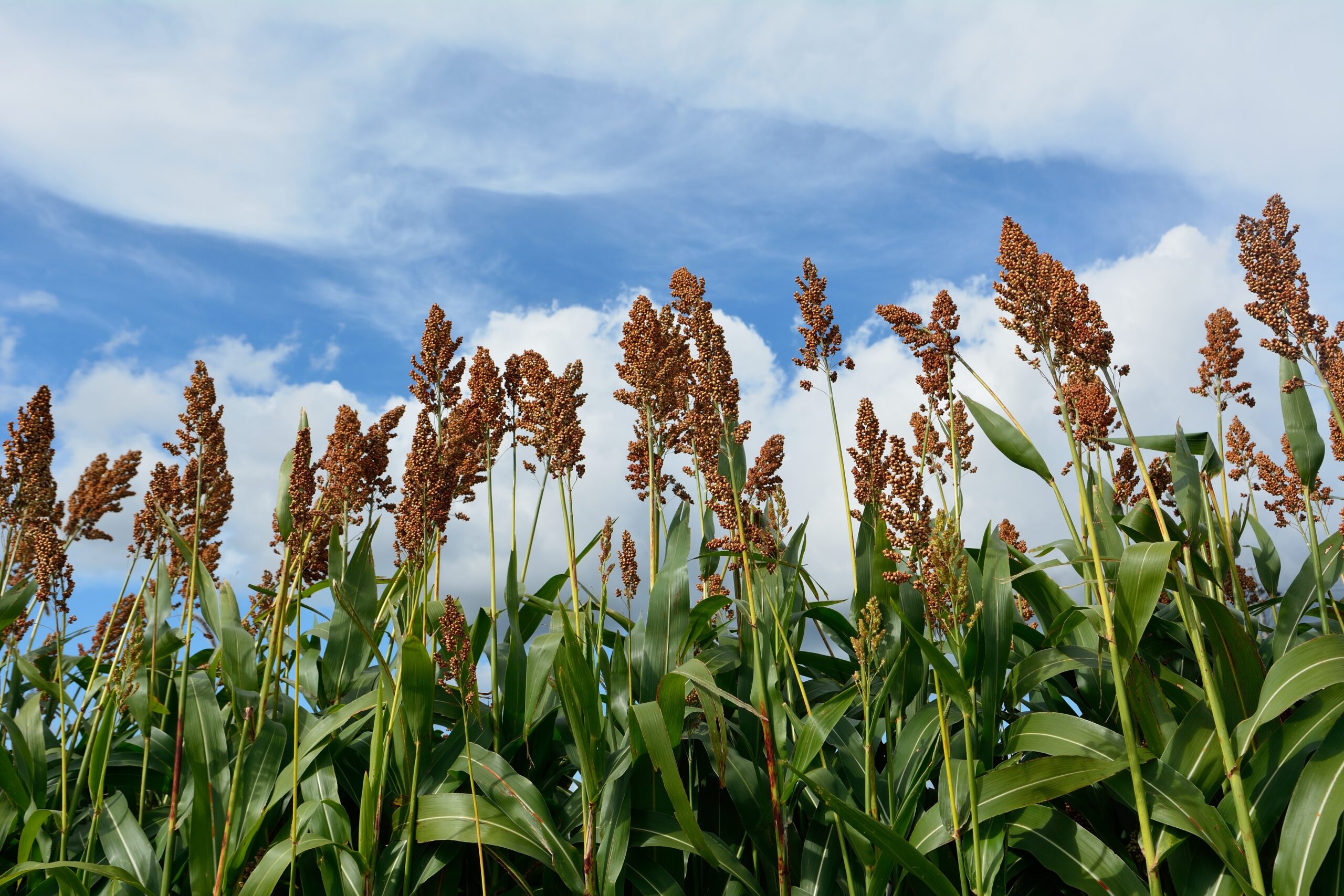 Barnyard Millet Benefits