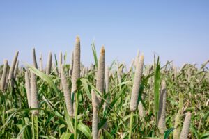 Types of Millets and Their Benefits