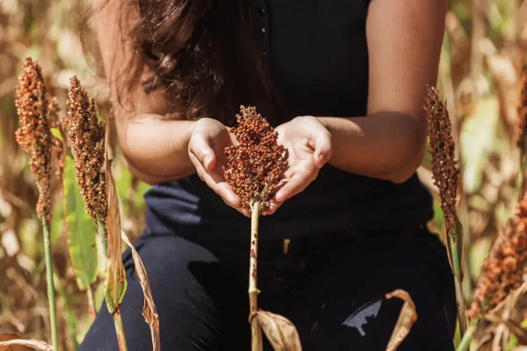Types of Millets and Their Benefits