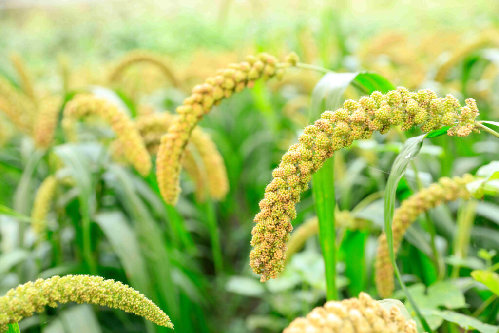 Types of millets and their benefits 
