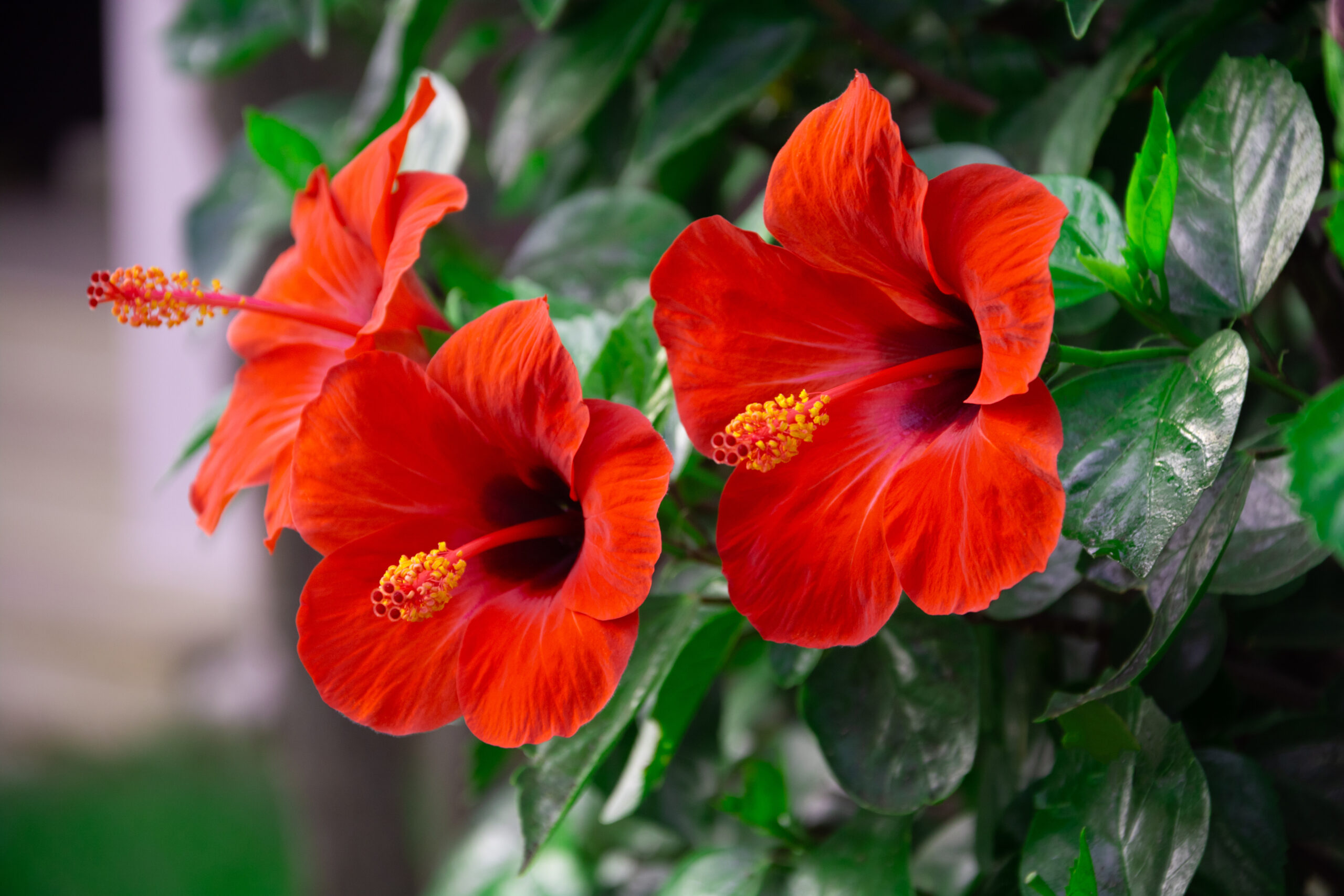 Hibiscus Flower Benefits for Hair